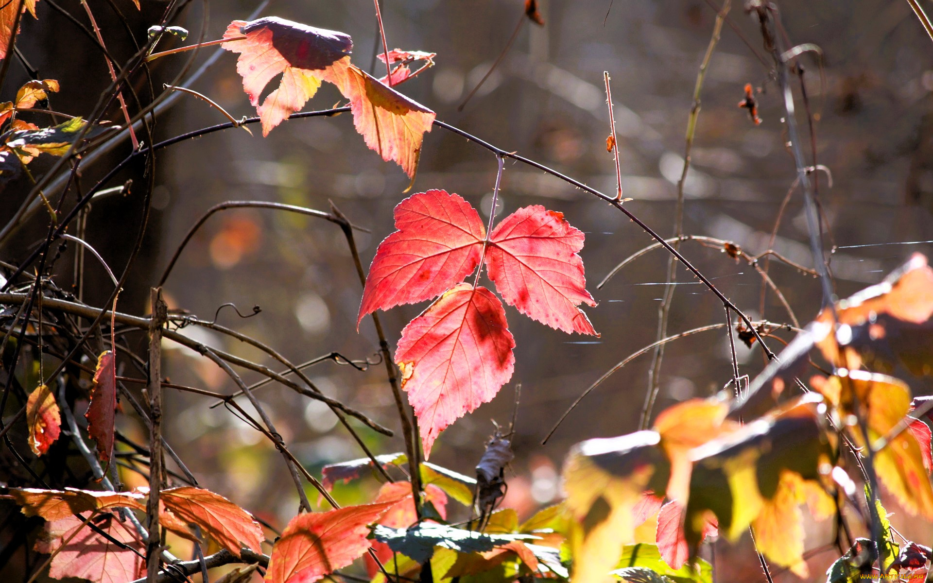 �������, ������, �����, �����